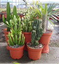 10" Cactus Grower's Choice